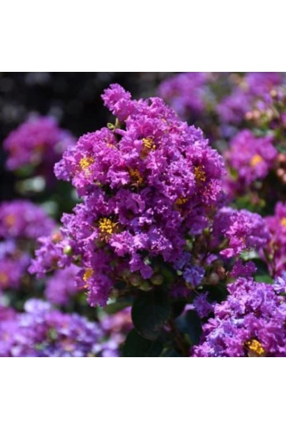 Лагерстремія індійська Петіт Орчід